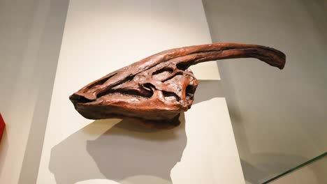 dinosaur skull displayed at national museum of scotland