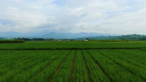 Aerial-view-of-lush-green-paddy-rice-field-by-Salaman-village,-Java,-Indonesia