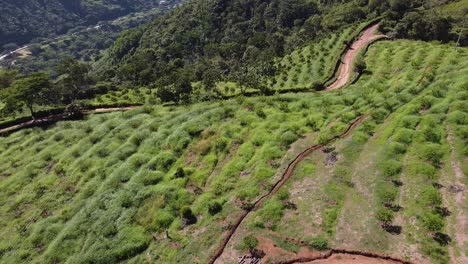 toma aérea de tierras de cultivo de guanábana colombiana