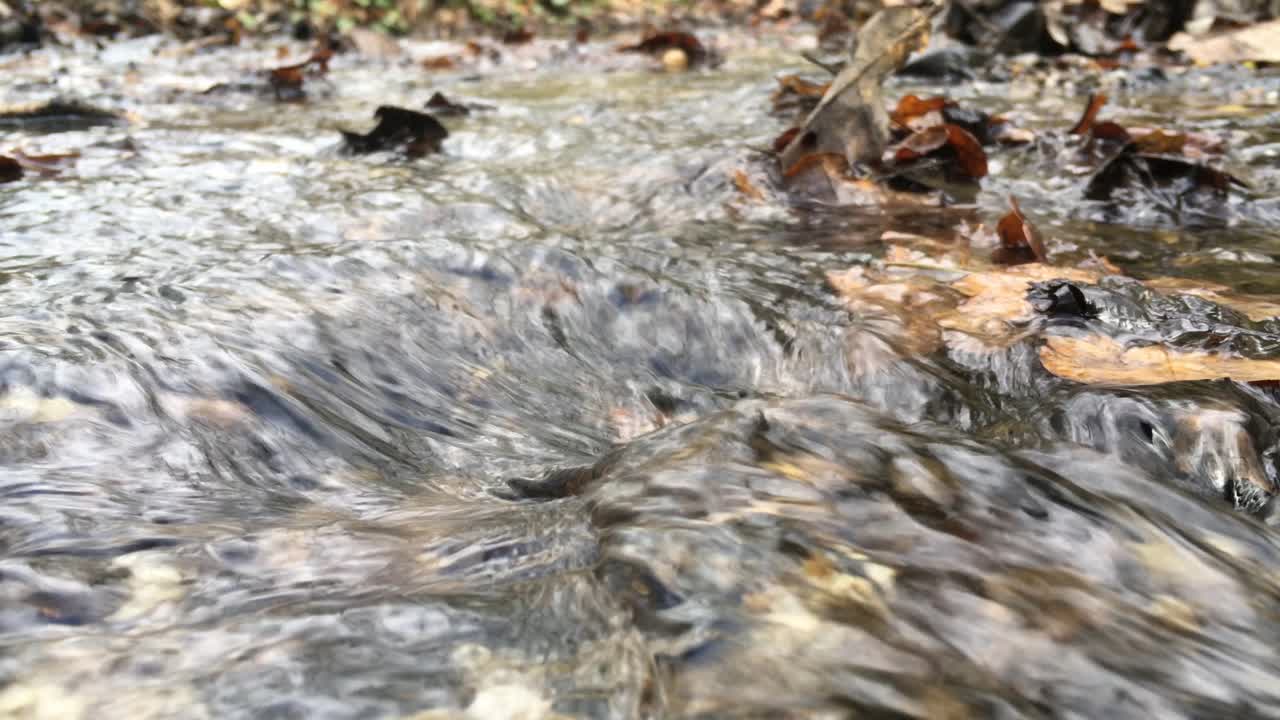 Detail of cold water stream in autumn with fallen leaves