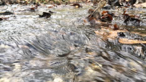 detail of cold water stream in autumn with fallen leaves