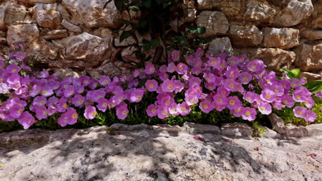 spring flowers along an ancient stone wall of limestone