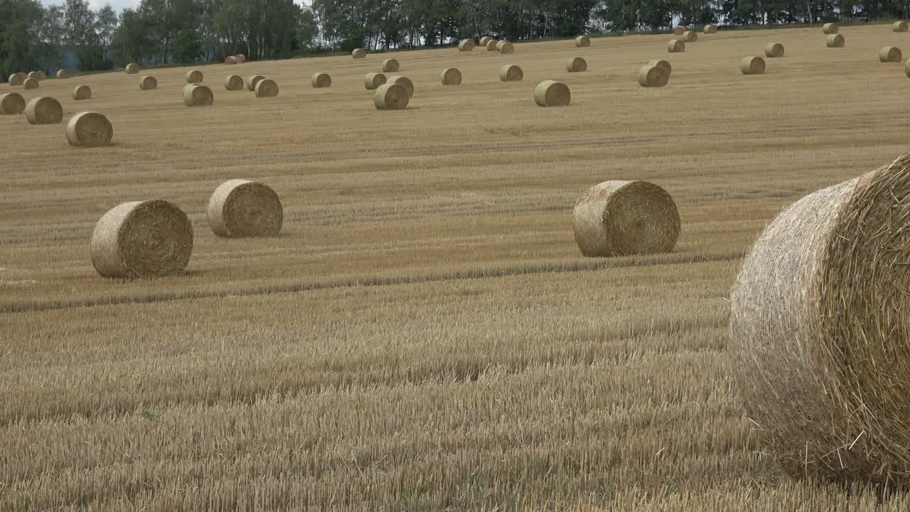 Wheat field after harvest with straw bales. Row of straw bales on the field. Agricultural landscape.