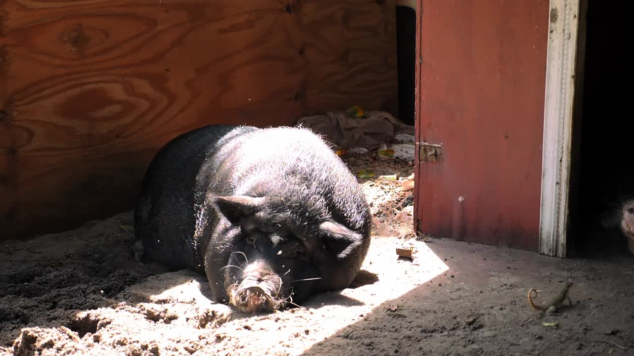 Zeitlupenaufnahme eines Schweins, das sich im Sonnenlicht in einem kleinen Bauernunterstand ausruht.