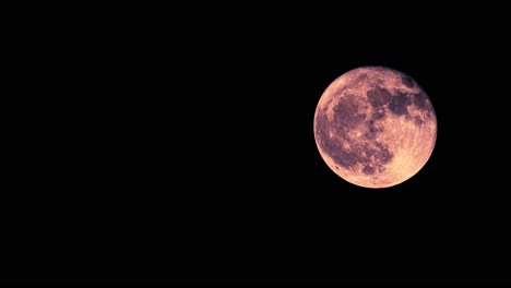 full moon, blood moon or harvest moon rising in stunning detail on a night with no clouds - zoomed in, sky only time lapse