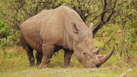 slow motion shot of africa safari animal rhino in masai mara north conservancy grazing amongst wilderness nature feeding on grass in maasai mara
