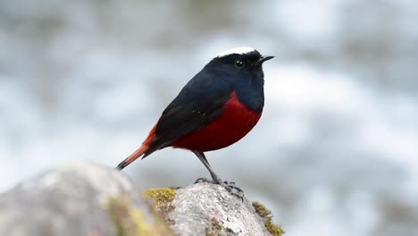 El-Colirrojo-De-Cabeza-Blanca-Es-Conocido-Por-Su-Hermosa-Corona-Blanca,-Alas-De-Color-Azul-Oscuro-Negruzco-Y-Marrón-Debajo-De-Las-Plumas-Y-Su-Cola-Comienza-Con-Rojo