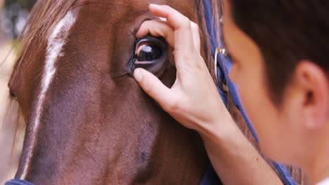 Veterinario-Examinando-Los-Ojos-De-Un-Caballo