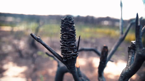 Verbrannter-Tannenzapfen-Auf-Einem-Baum-Im-Wald