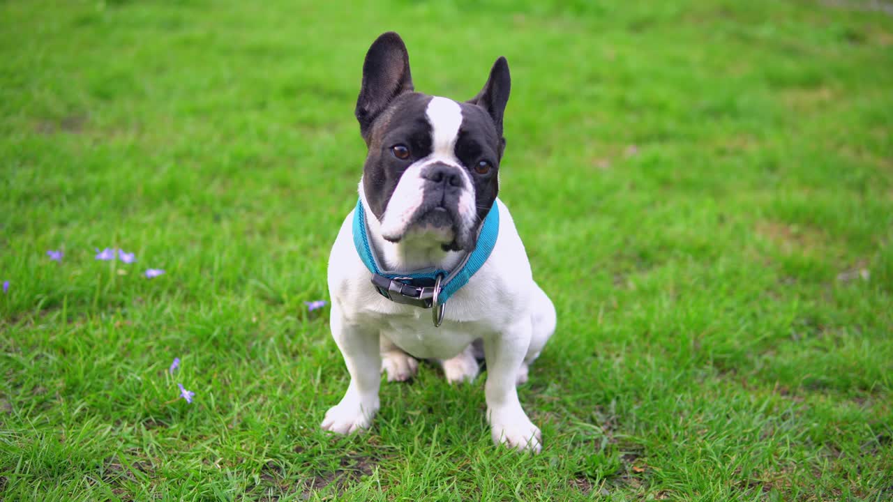 смешная собака на открытом воздухе