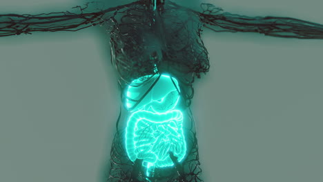 cuerpo humano transparente con sistema digestivo visible