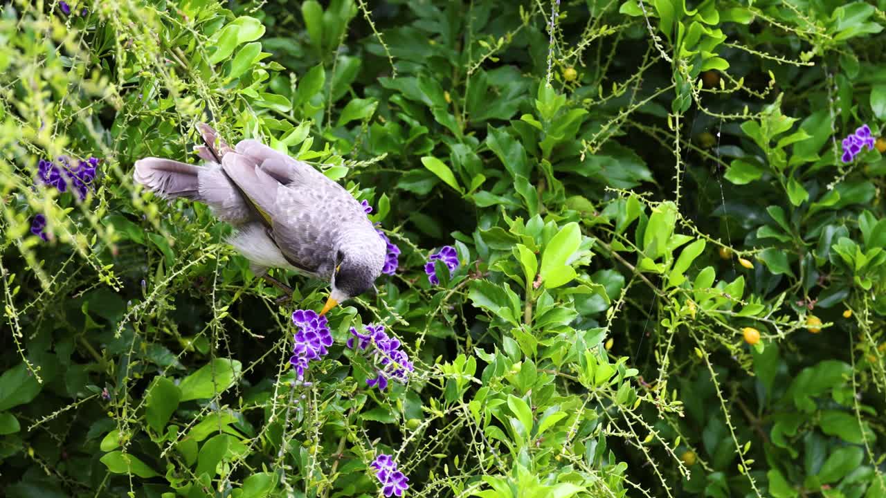 새는 초록색과 보라색 꽃과 상호 작용합니다.