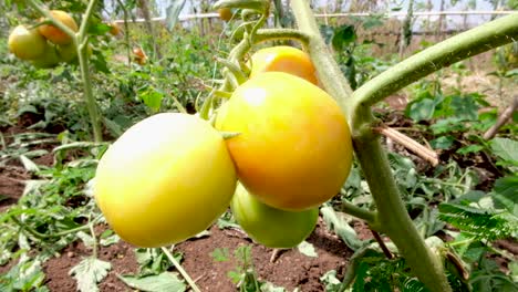 deliciosos tomates orgánicos inmaduros en la vid en el jardín comunitario, casi listos para ser recogidos y comidos, cierre de tomate