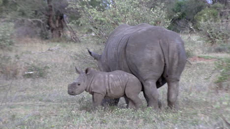 a white rhinoceros grazes with her calf in the savannah grass