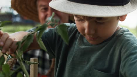 Close-up-video-of-boy-picking-tomatoes-from-the-bush