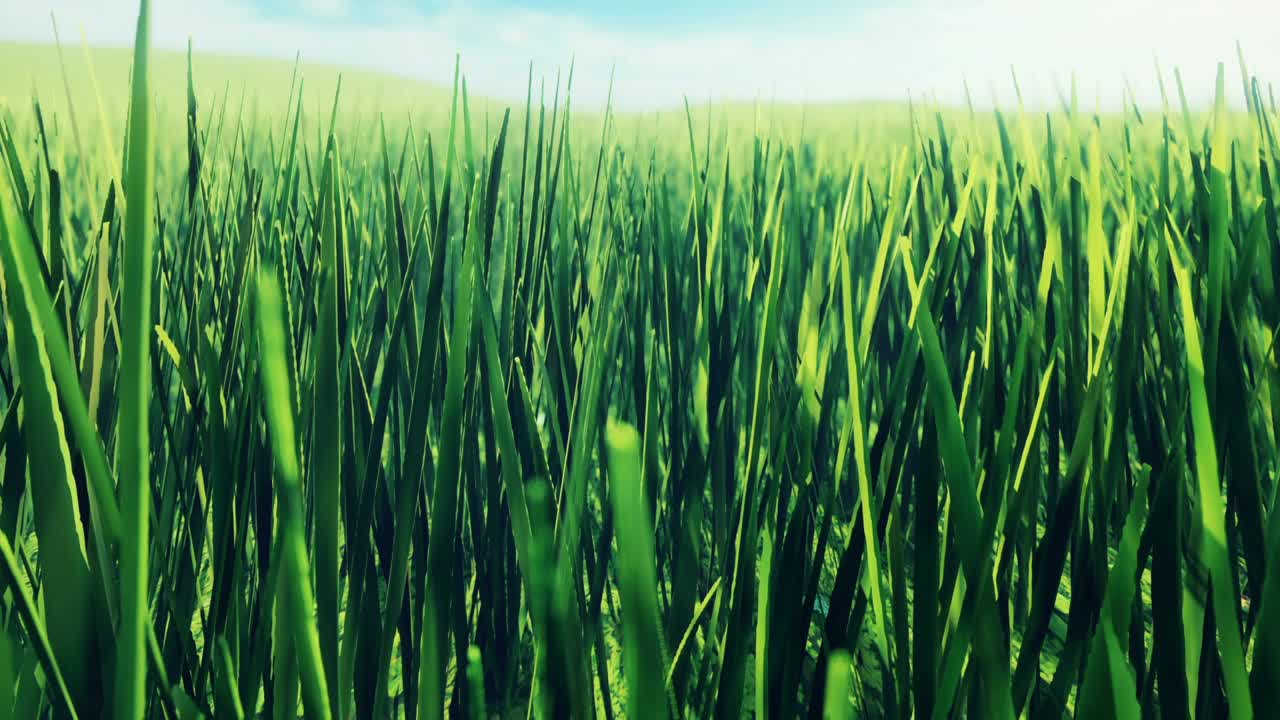 los primeros planos de hierba verde fresca que ondulan en el viento. prados verdes exuberantes y campos densamente cubiertos de hierba. animación en bucle perfecta para la naturaleza, la ecología, los viajes o los fondos turísticos.