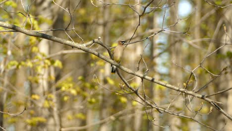 Beautiful-bird-perched-on-branch-in-autumn-with-yellow-leaves-as-backdrop