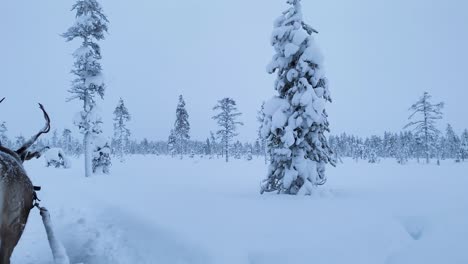 move forward on a sleigh after the reindeer through the winter forest