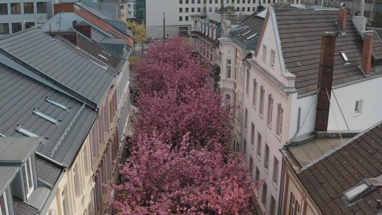 drone - toma aérea de la flor de cerezo kirschbluete en la ciudad en heerstraße heerstreet breitestraße bonn turismo 25p