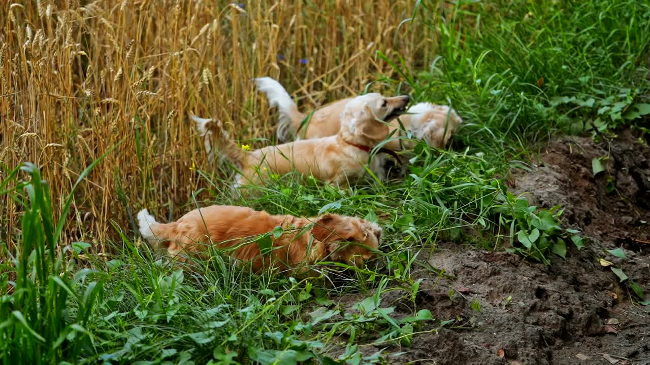 Dogs on green grass. Happy dogs on green grass in the countryside