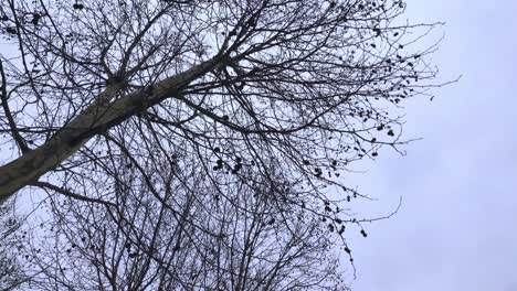 Static-view-of-a-tree-and-sky