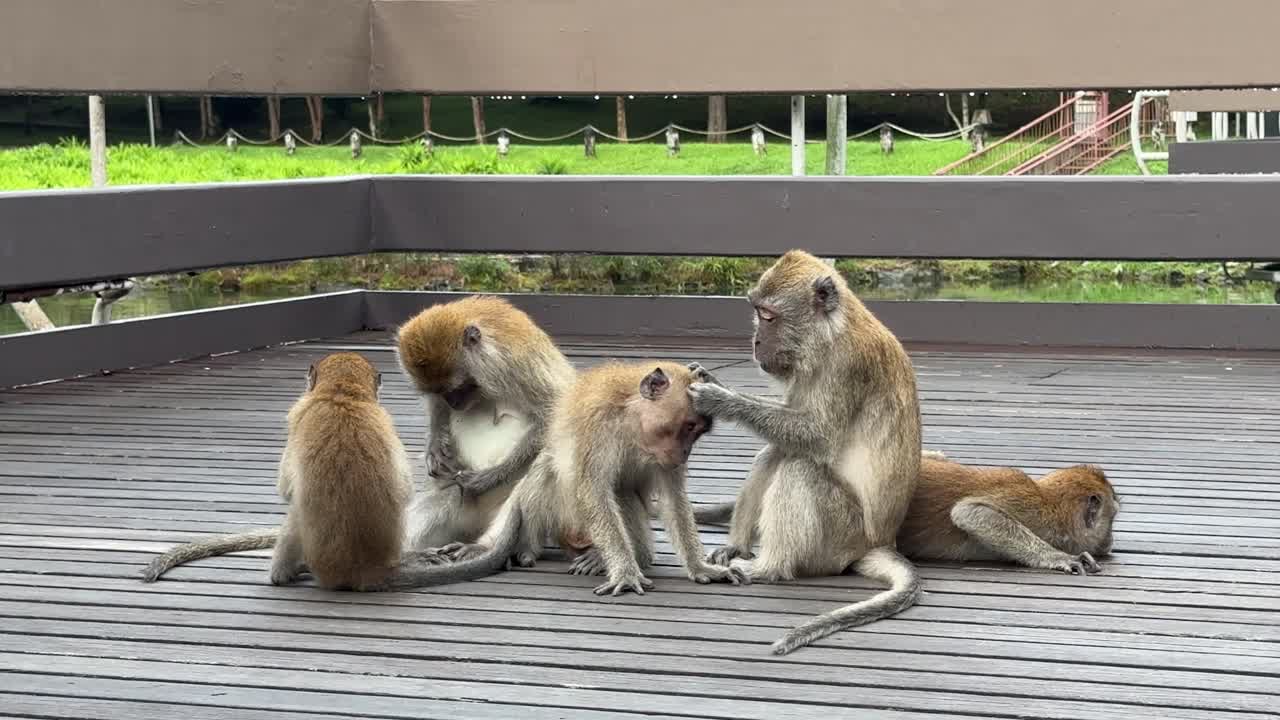 A group of monkeys grooming each other on a wooden deck.