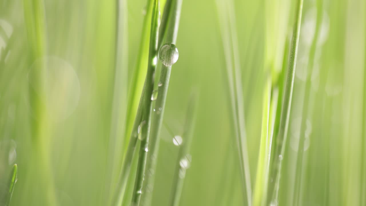 녹색 잔디 클로즈업 슈퍼 매크로 촬영.