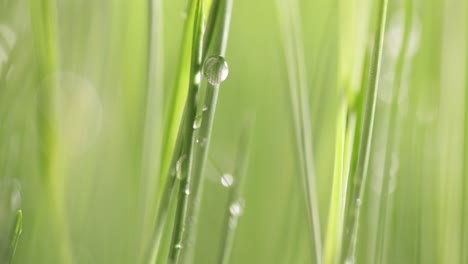 el césped verde es un primer plano súper macro.