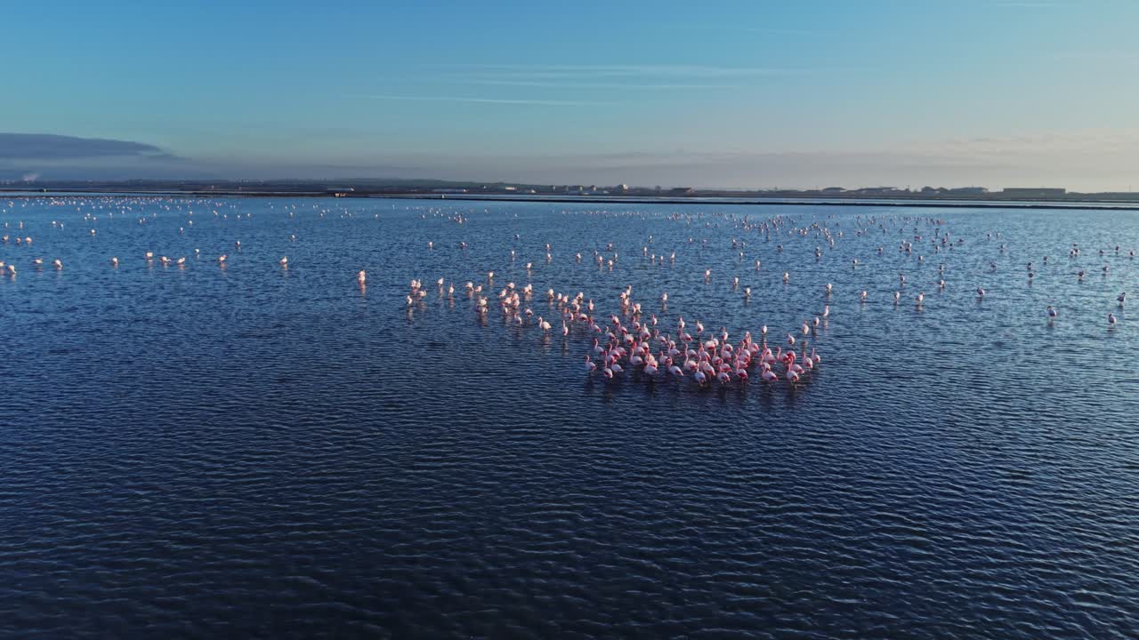 Many flamingos standing still in shallow water during sunset