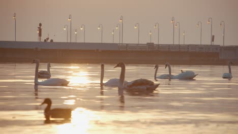 Cisnes-Nadando-En-El-Mar-Al-Amanecer-Con-Un-Muelle-Al-Fondo