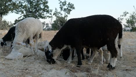 ovejas en el campo agrícola