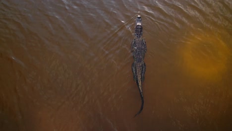 alligator swimming apex predator looking for food