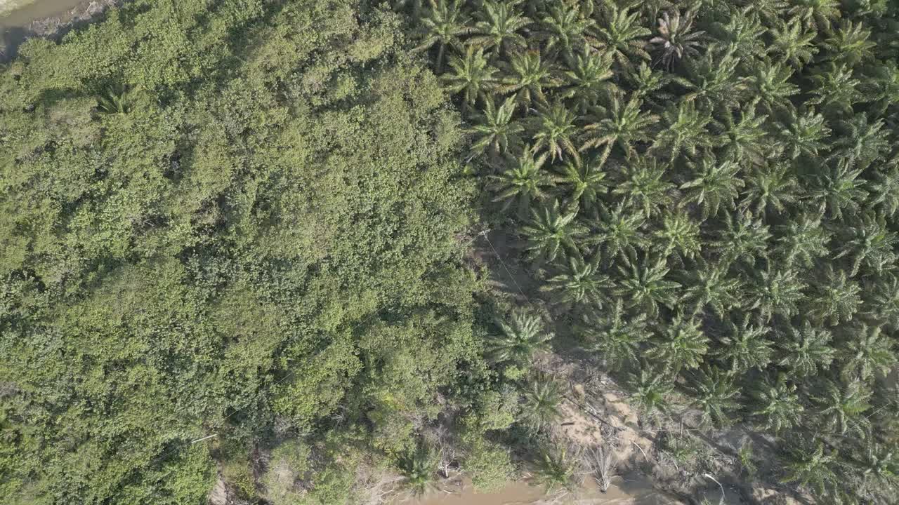 Aerial Drone View During Summer Alit Fishing Village,Kabong With, Facing Open Blue Sea, White Sandy Beach,Green Coconut, Palm Trees,And River,Sarawak,Borneo