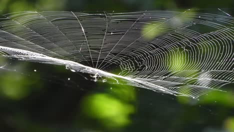 Spider-web-in-forest-..