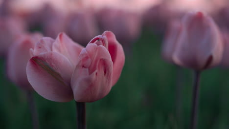 closeup unusual flower growing in tulip field. macro shot pink flower in garden.