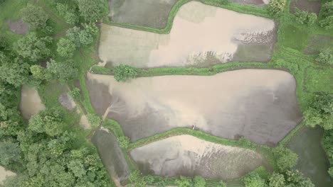 birds eye view top shot drone green mountans and fam rice field in rain at manor maharashtra india