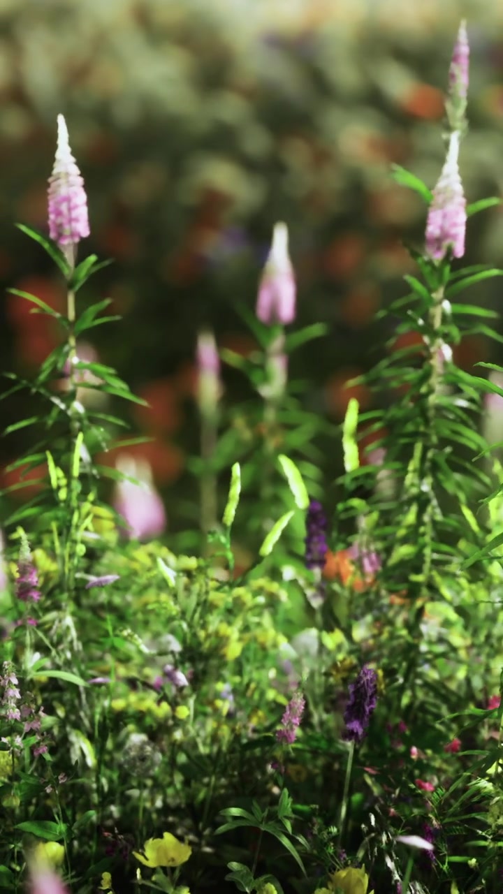 Fiori selvatici crescono in un giardino alla luce del primo mattino vicino a un parco cittadino.