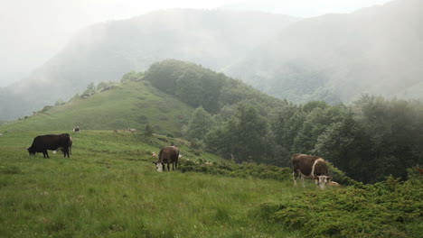 Herd-of-cattles-grazing-on-green-mountain-pasture-in-a-foggy-summer-day