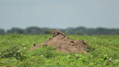 banded mongoose in serengeti national park in tanzania in africa, mongoose on termite mound on african wildlife safari animals game drive in plains scenery