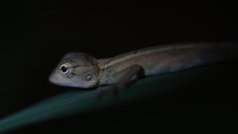 The-Oriental-Garden-Lizard-is-also-called-the-Eastern-Garden-Lizard,-Bloodsucker-and-Changeable-Lizard