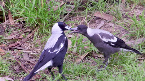 adult magpie bird feeding a juvenile baby magpie scapes of food from the grassed ground in australia