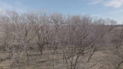 aerial shot going past trees to reveal a vast and golden rural region in america