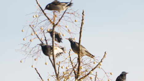 Grupo-De-Pájaros-Estorninos-De-Mejillas-Blancas-Posados-Y-Comiendo-Frutas-En-El-árbol-En-Tokio,-Japón---Primer-Plano