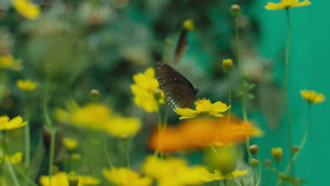 mariposa en las flores amarillas