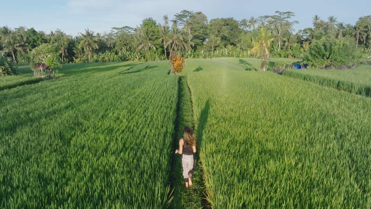 Ripresa drone al rallentatore che segue una donna a piedi nudi che corre attraverso risaie a Ubud, Bali, Indonesia, all'alba