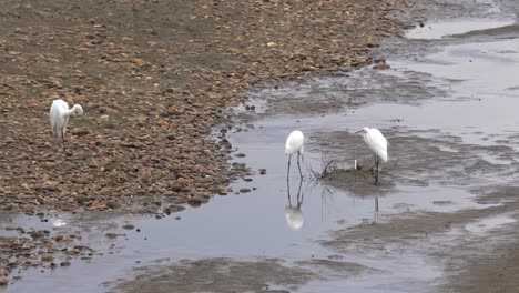 Drei-Reiher,-Die-Auf-Einer-Sandbank-In-Einem-Fluss-Stehen-Und-Auf-Fische-Warten