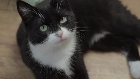 Cute-black-and-white-kitten-relaxing