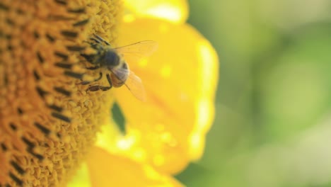 Una-Abeja-Encuentra-Polen-Y-Néctar-Que-Estimulan-El-Sistema-Inmunológico-En-Un-Girasol