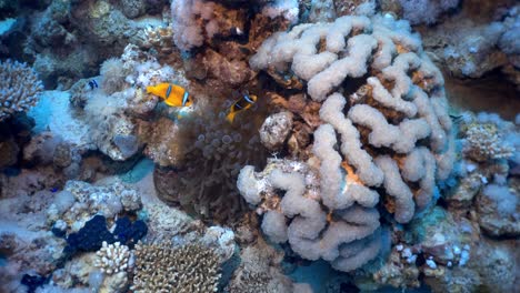 clownfish swim in between the sea anemone