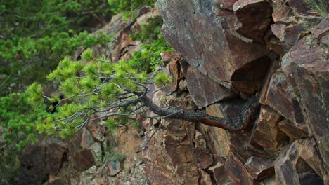 A conifer growing between the cracks on a rocky boulder slope near Gordon Gulch, near Boulder, Colorado, USA